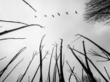 Reaching the skies Poster och Canvastavla