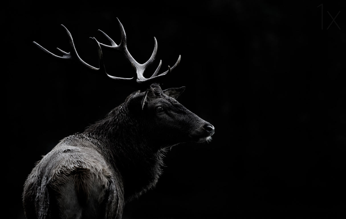 The deer soul Poster och Canvastavla