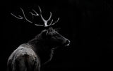 The deer soul Poster och Canvastavla