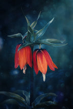 Fritillaria Poster och Canvastavla