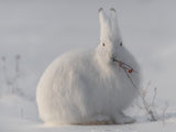 wild arctic hare Poster och Canvastavla
