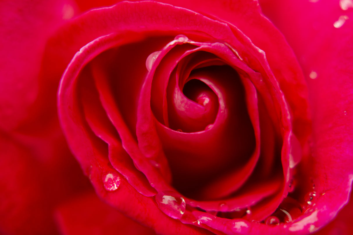 close-up of a rose Poster och Canvastavla