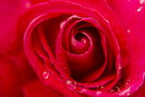 close-up of a rose Poster och Canvastavla