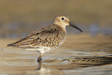Dunlin Poster och Canvastavla