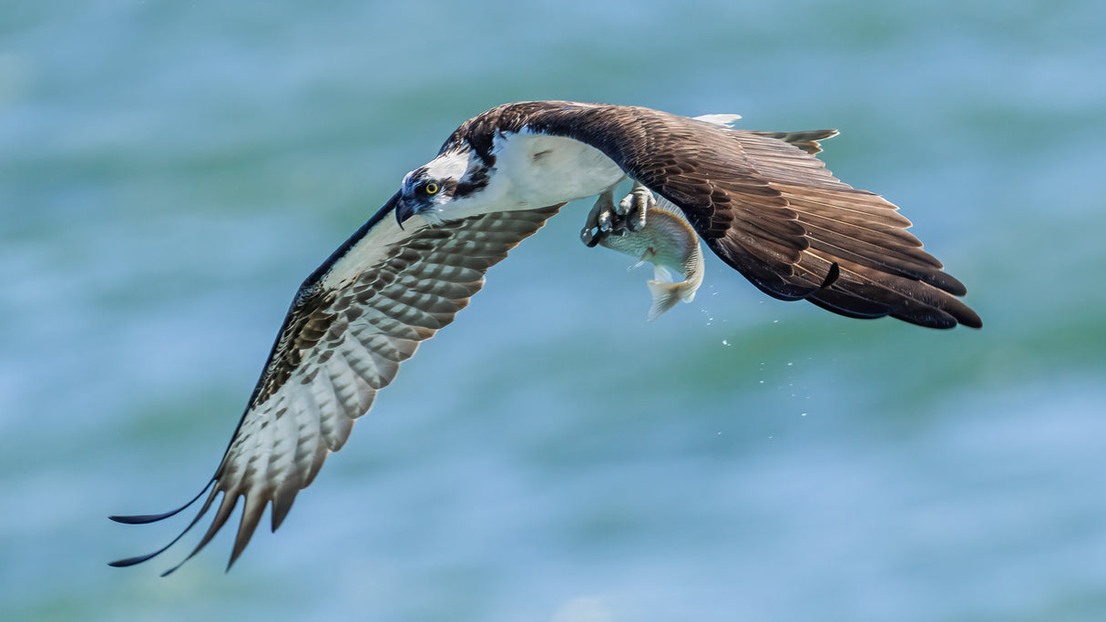 Osprey 1 Poster och Canvastavla