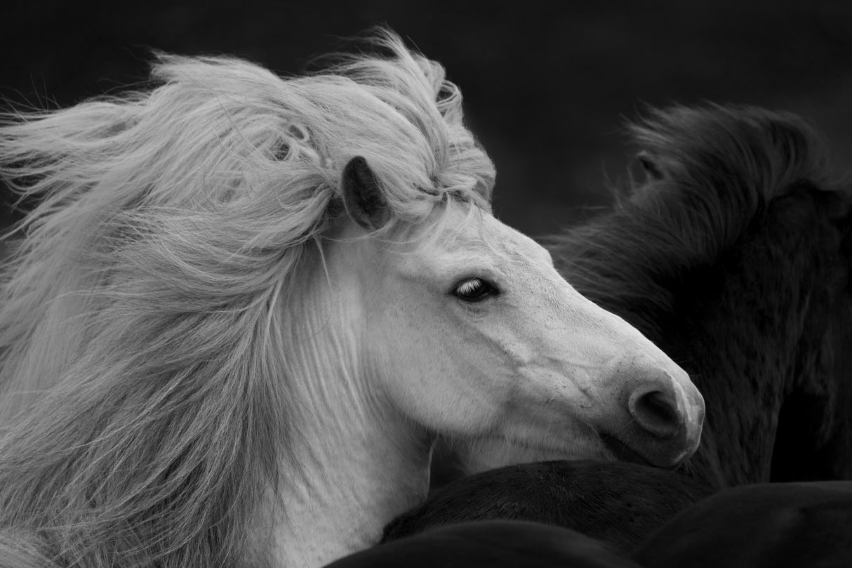 Bad Hair Day Poster och Canvastavla
