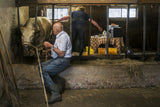 The cow gets a C section Poster och Canvastavla