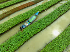 Care of floating Vegetable seedlings Poster och Canvastavla
