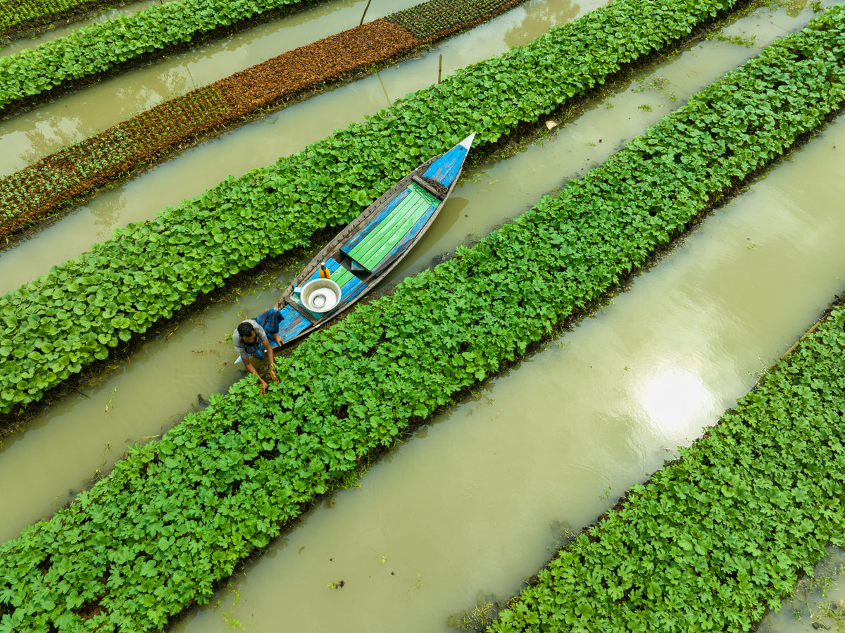 Care of floating Vegetable seedlings Poster och Canvastavla