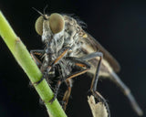 robberfly and prey Poster och Canvastavla
