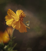 yellow flower Poster och Canvastavla