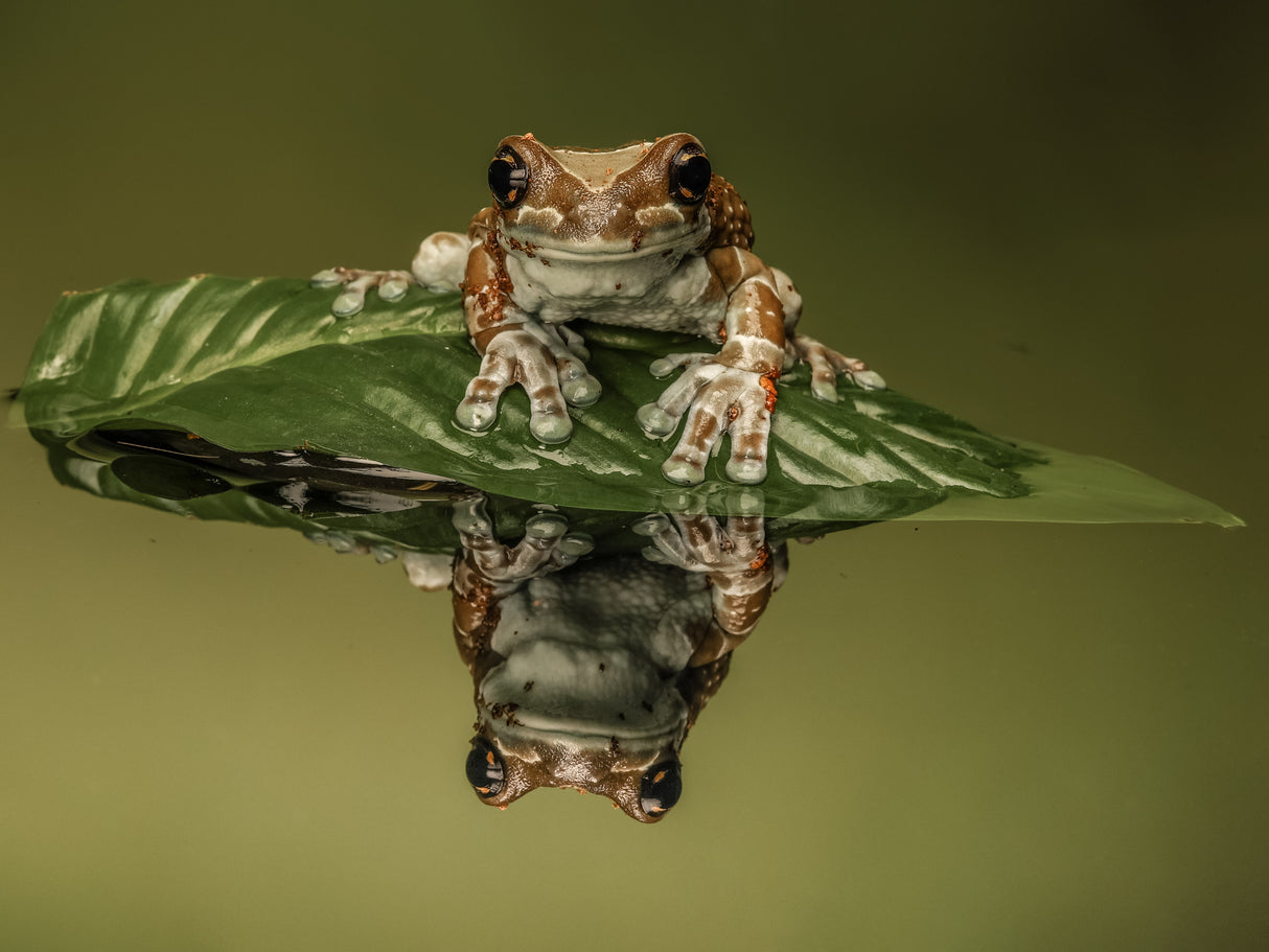 Amazon Milk Frog Poster och Canvastavla