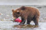 Baby Bear and Its's Catch Poster och Canvastavla