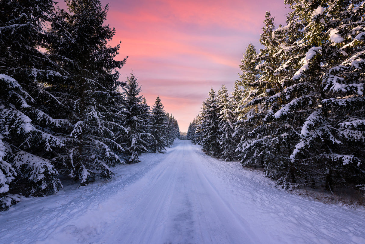 Road into the winter forest Poster och Canvastavla