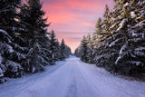 Road into the winter forest Poster och Canvastavla