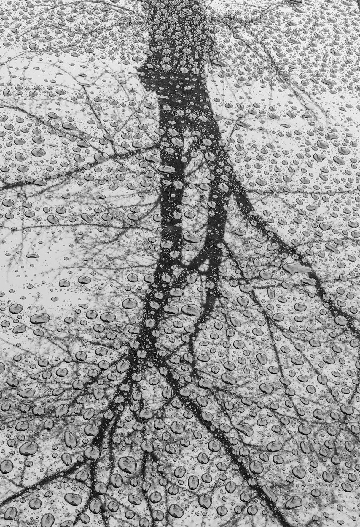 raindrops Poster och Canvastavla