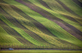 Stripes in the fields Poster och Canvastavla