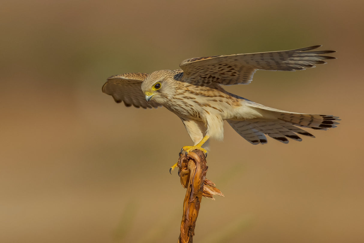 Common kestrel Poster och Canvastavla