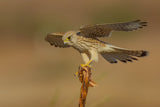 Common kestrel Poster och Canvastavla