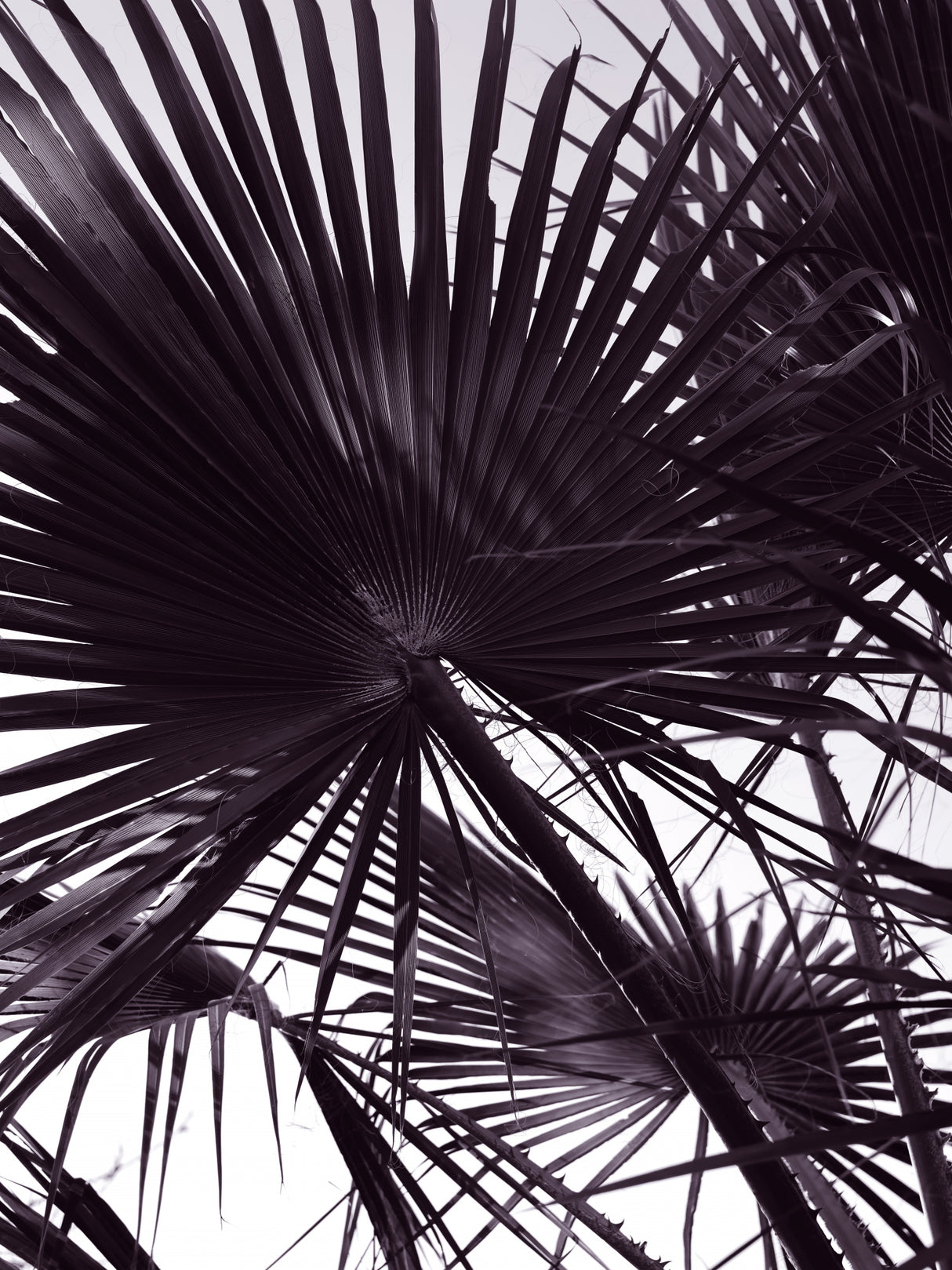 Miami Palm Two Poster och Canvastavla
