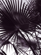 Miami Palm Two Poster och Canvastavla