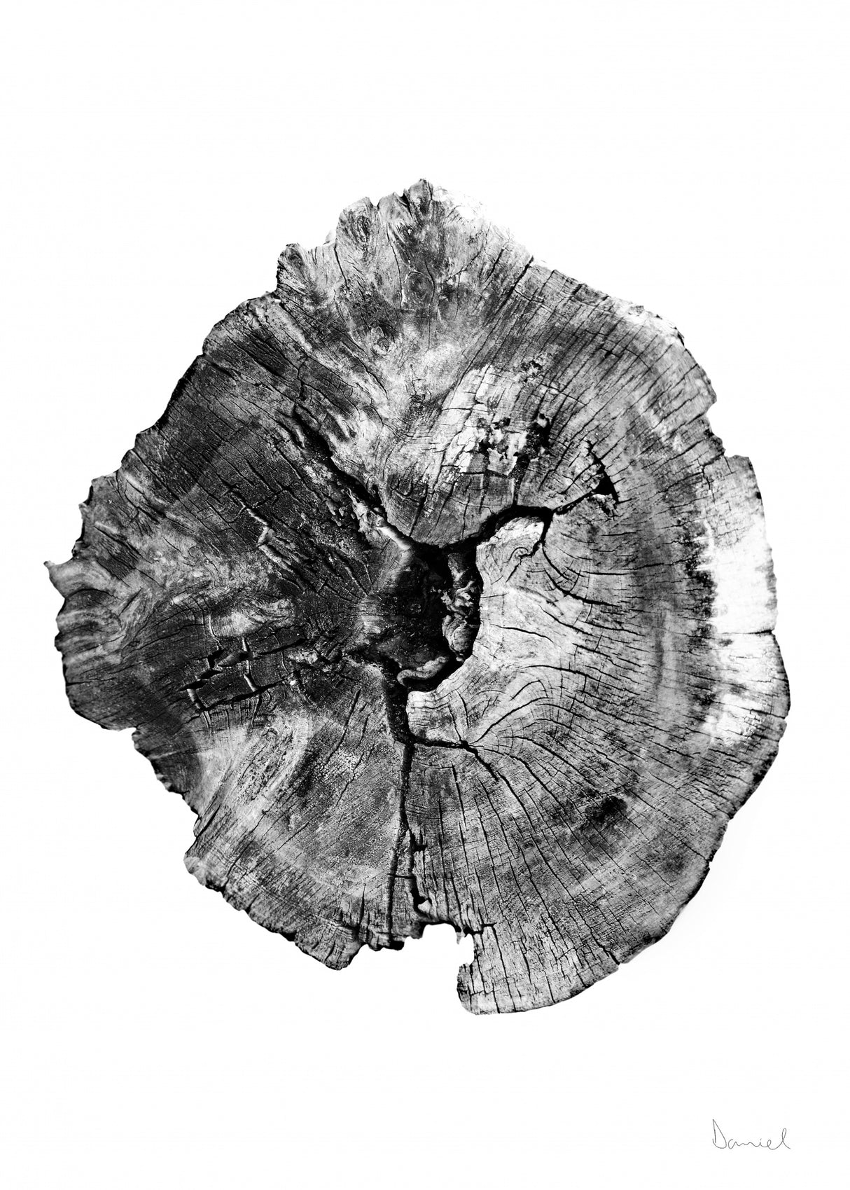 Oak Log Poster och Canvastavla