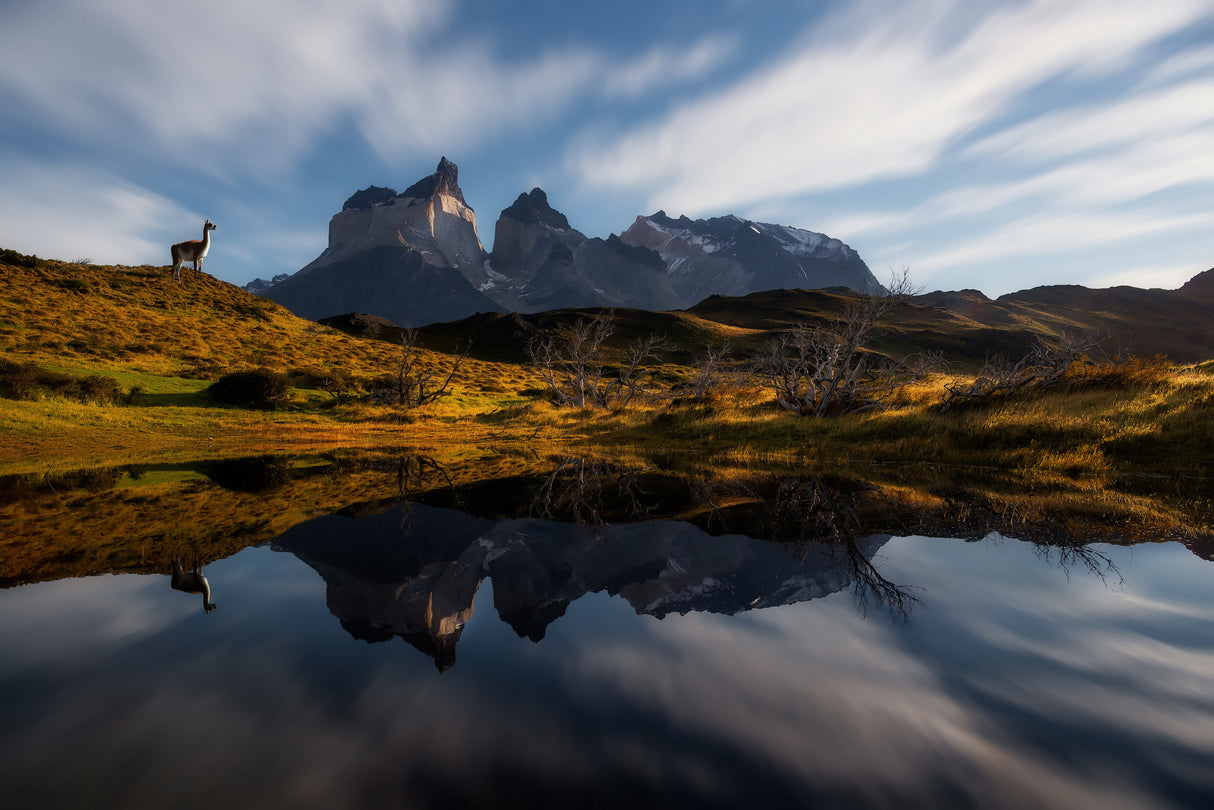 Good Morning, Cuernos Poster och Canvastavla