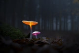 The mushrooms of the forest 05 Poster och Canvastavla