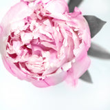 Pink peony III Poster och Canvastavla
