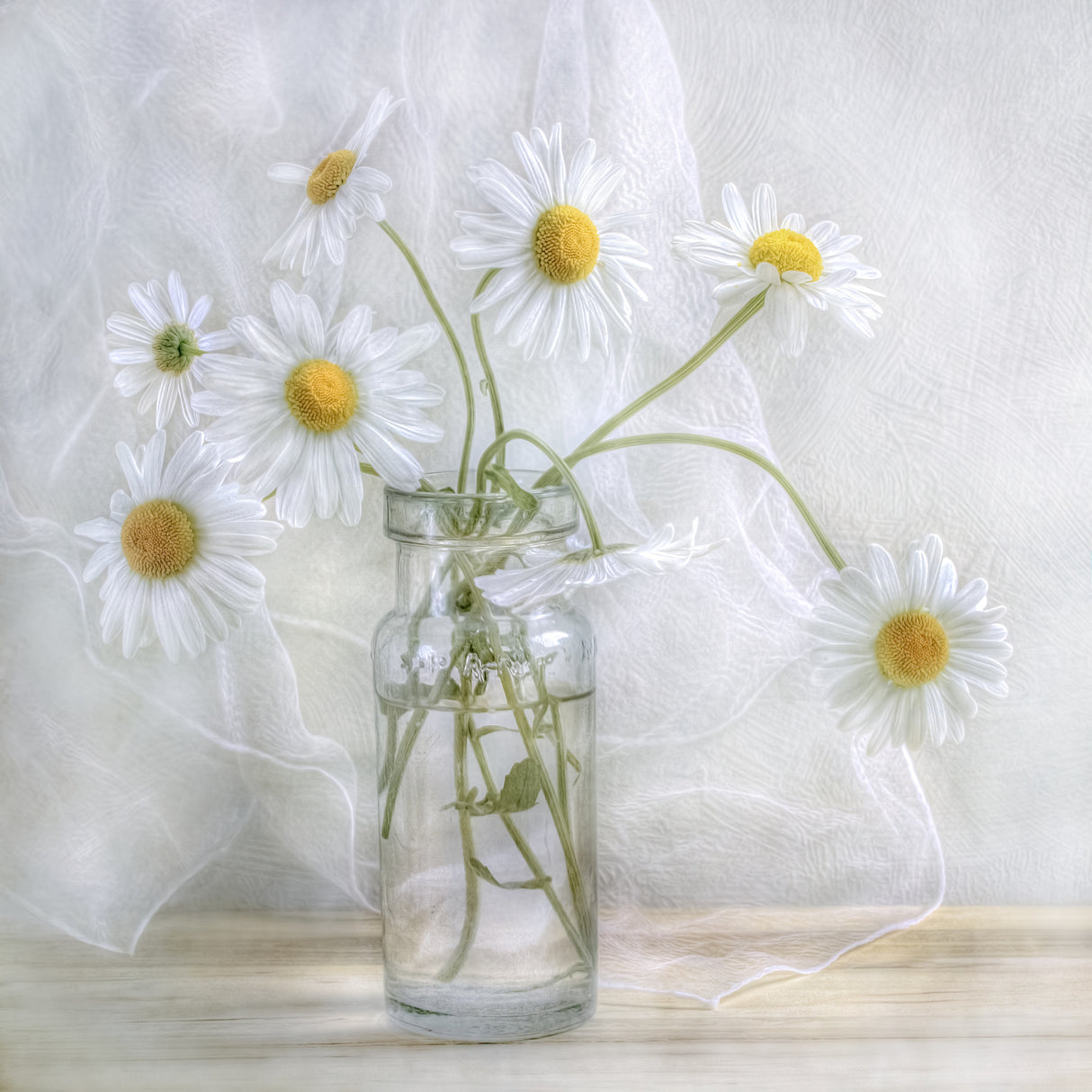 Daisies Poster och Canvastavla