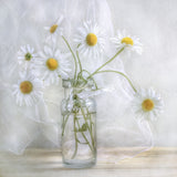 Daisies Poster och Canvastavla