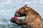 Sashimi for The bear, Poster och Canvastavla