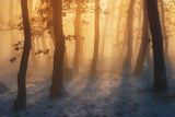 Winter forest Poster och Canvastavla