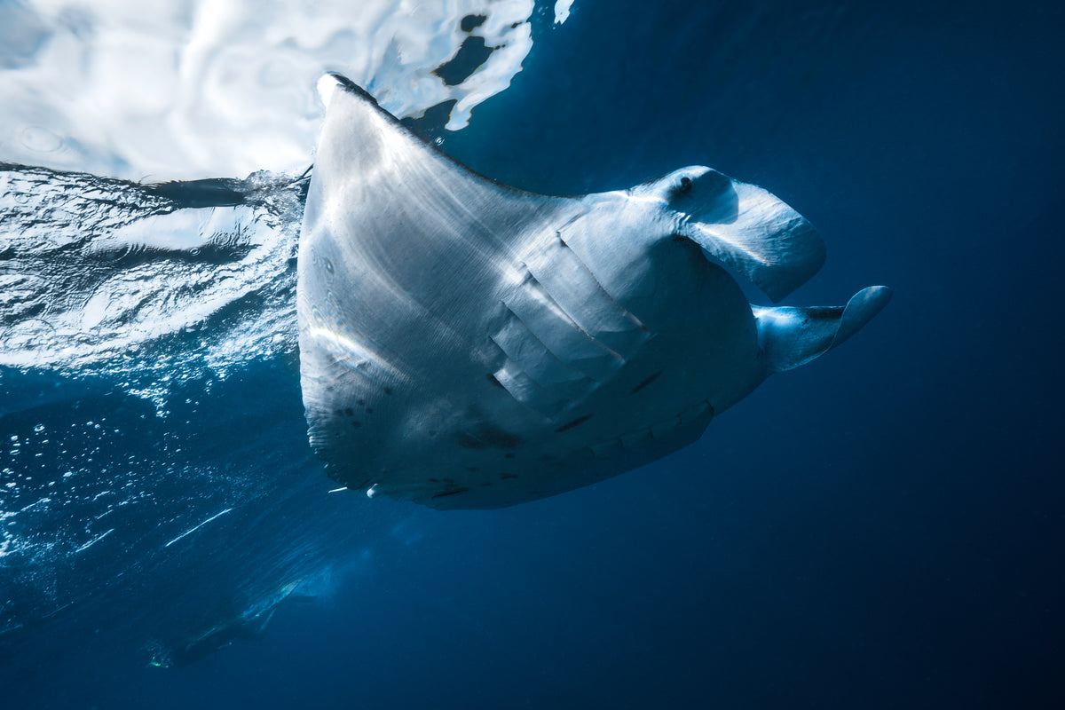 Flying Manta ray Poster och Canvastavla