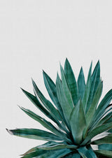 Agave Cactus Poster och Canvastavla