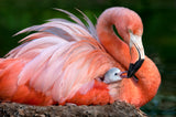 Flamingo mom with her chick Poster och Canvastavla