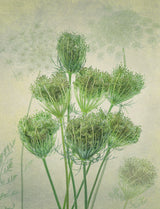 Wild Carrot 2 Poster och Canvastavla