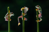 Three frogs in action Poster och Canvastavla