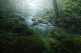 Fresh green waterside Poster och Canvastavla