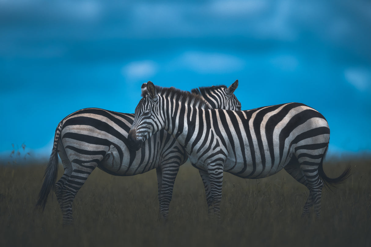 Stripy Poster och Canvastavla