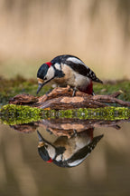 The Great Spotted Woodpecker, Dendrocopos major Poster och Canvastavla