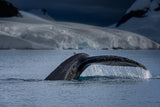 A Whale in Antarctica Poster och Canvastavla