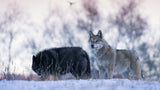 Alert wolves Poster och Canvastavla