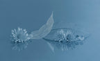 Crystal Clear Poster och Canvastavla
