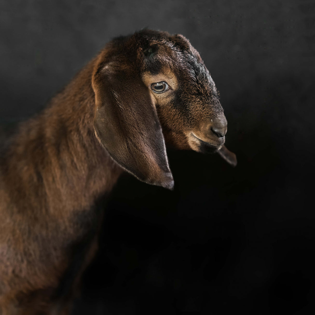 Kid goat Poster och Canvastavla