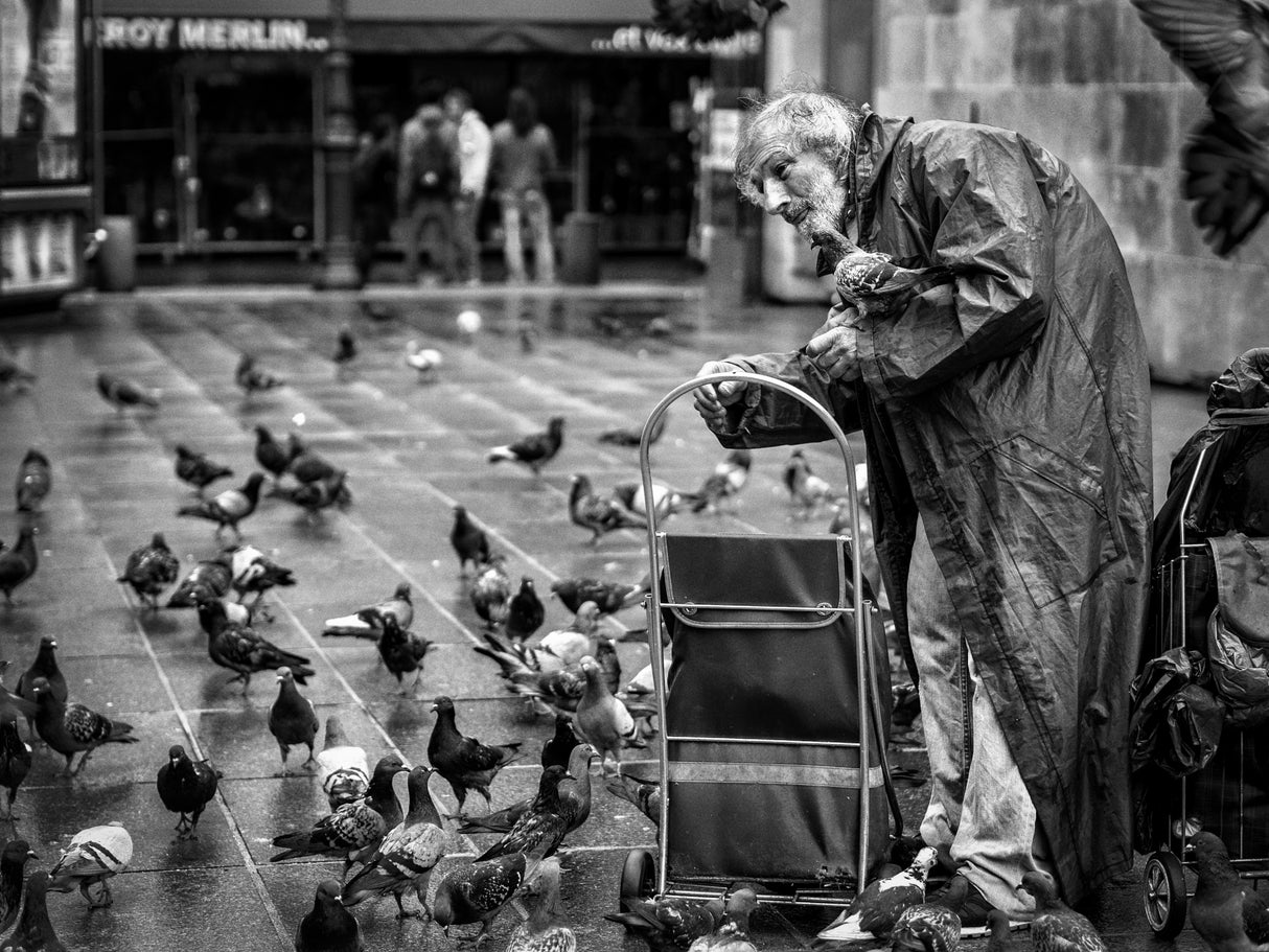 The pigeon man Poster och Canvastavla