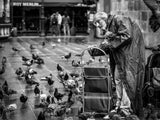 The pigeon man Poster och Canvastavla