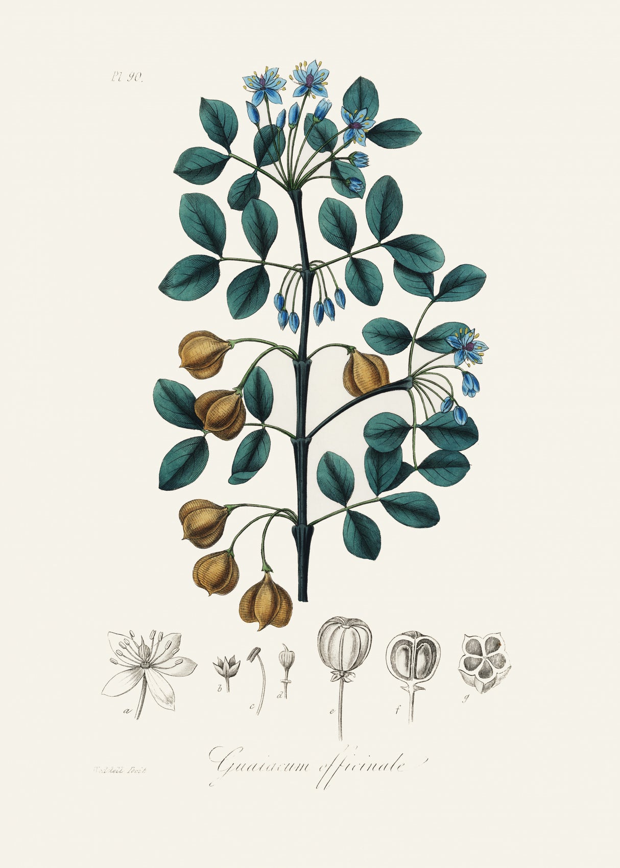 Guaiacwood (guaiacum Officinale) Medical Botany Poster och Canvastavla