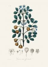 Guaiacwood (guaiacum Officinale) Medical Botany Poster och Canvastavla