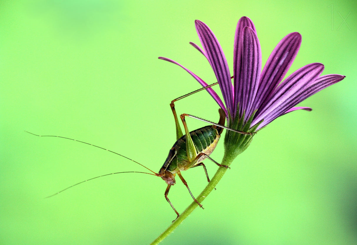 Katydid Poster och Canvastavla